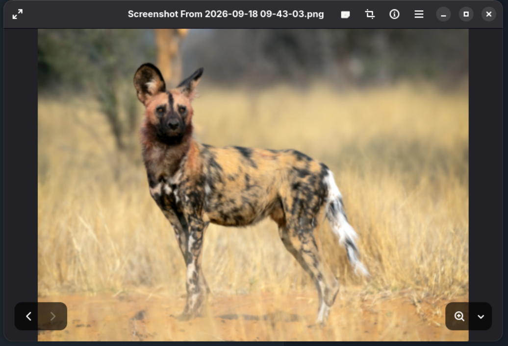 Image Viewer Screenshot